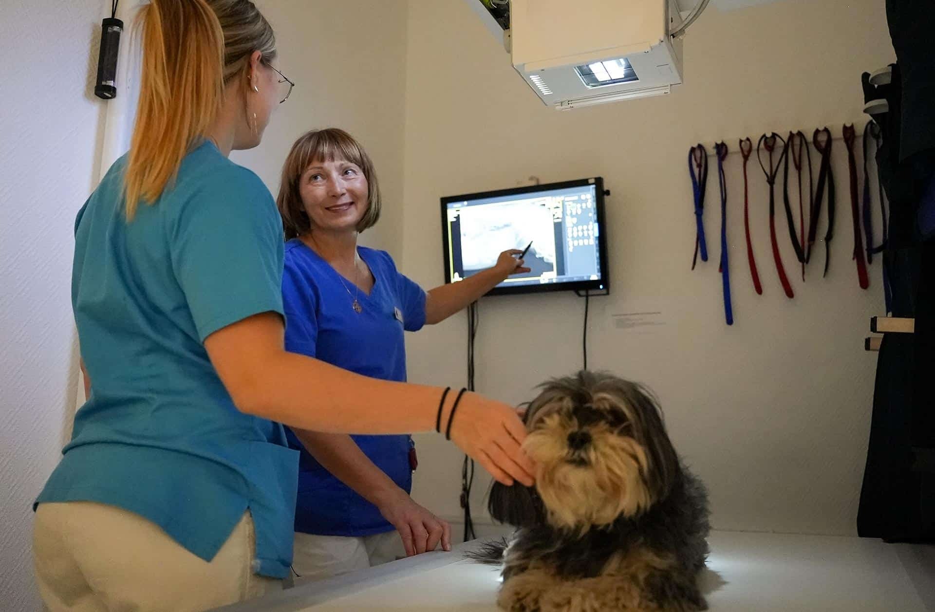 Hvordan foregår tandrens til hunde og katte?